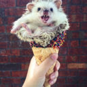 lareinedeneige avatar