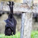 largehyphencollider avatar