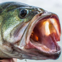 largemouthyap avatar