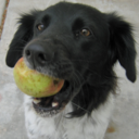 largemunsterlander avatar