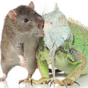 largepileofratsandlizards avatar