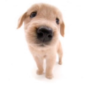 largesandwichchecker avatar