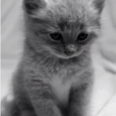 larkkitten-blog avatar