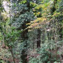 larosasenzapetali avatar