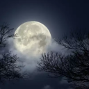 laroseduprince avatar