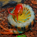 larrystrawberrie avatar