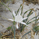 lasciastare23 avatar