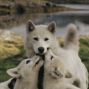 laserthemaway avatar