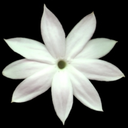 laseulefleurblanche avatar