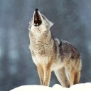 lasolitudinedelbuio avatar