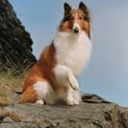 lassie avatar