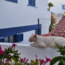 lassinthenorth avatar