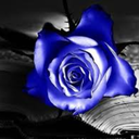 lastbluerose avatar