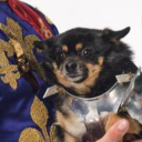 lasthumaninwales avatar