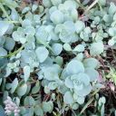 lastikvikinson avatar