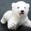 lastpolarbear avatar