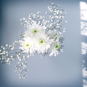 lateefahalomair avatar