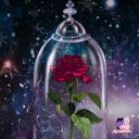 latenightfujoshi avatar