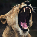 latenightintheocean avatar