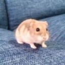 later-latter-later avatar