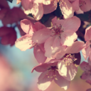 lathyrusodoratus avatar