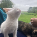 lauenlavidareal avatar