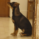 laughable-tarsier avatar