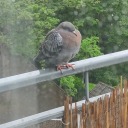 laughingkills avatar