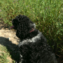 laughinglindner avatar