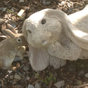 laughingpansy avatar