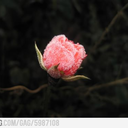 laughswaytoomuch avatar