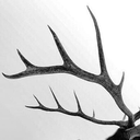 laughter-in-thewoods avatar