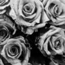 laughter-l-i-n-e-s avatar