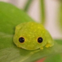 laundrybear413 avatar