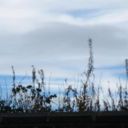 lauraelizabth avatar