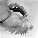 laurasilleras avatar