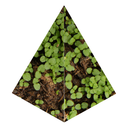 laurelinetahier avatar