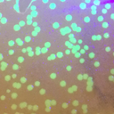 laurennyc1997 avatar