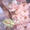 laurentangelito avatar