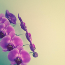 lavandeorchids avatar