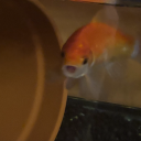 lavanderlilac avatar