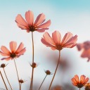 lavandulacosmos avatar