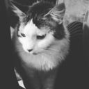 lavendarsunflower avatar