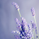 lavender-and-cream avatar