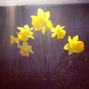 lavender-and-daffodils avatar