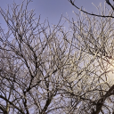 lavender-eyed-lies avatar