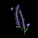lavender-in-love avatar