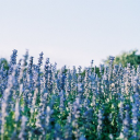 lavender-lattte avatar