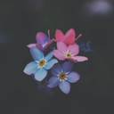 lavender-love avatar