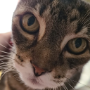 lavender-menace666 avatar